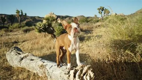 lila boston terrier hondjie in die natuur op 'n stomp