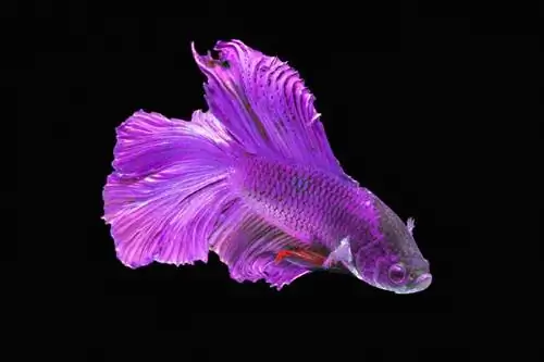 Purple Betta Fish: Vodič za njegu, sorte, & Životni vijek (sa slikama)