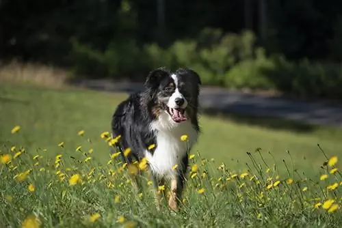 Australian Shephard