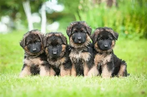 un grupo de cachorros de pastor alemán