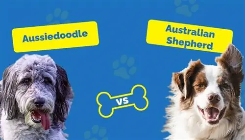 Aussiedoodle vs አውስትራሊያ እረኛ፡ እንዴት ይለያሉ?