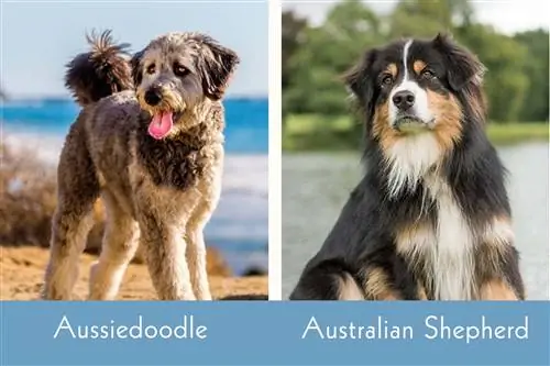 Aussie Doodle vs australų aviganis