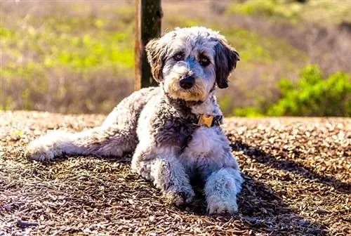 Aussiedoodle yog tus tsim dev sib xyaw ntawm purebred poodle thiab Australian Shepherd