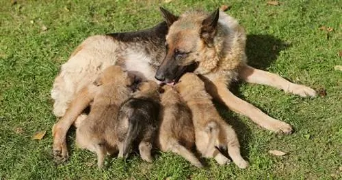 Wie viele Welpen kann ein Deutscher Schäferhund in einem Wurf haben?