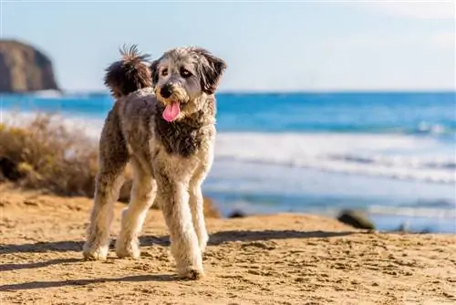 Aussiedoodle (Pastor australià & Poodle Mix): Informació, Imatges, Característiques & Fets