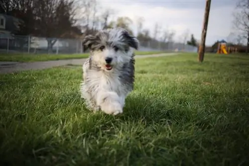 aussiedoodle štěně