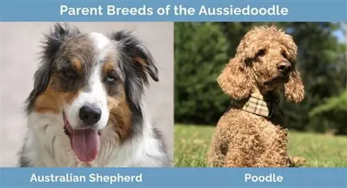 Races parentales de l'Aussiedoodle