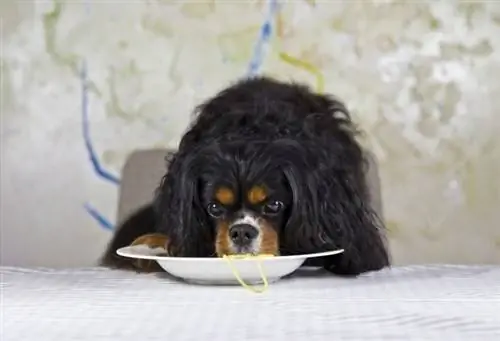 Hund som äter spagetti