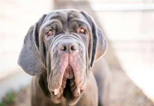 Jowl anjing Mastiff Neapolitan_Mary Swift_shutterstock