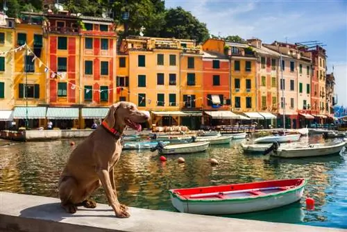 100+ italienska hundnamn: Fantastico & Bellisimo Idéer (med betydelser)