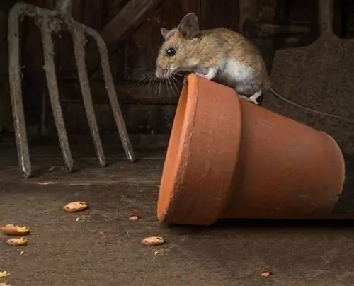 mouse na nakaupo sa clay pot