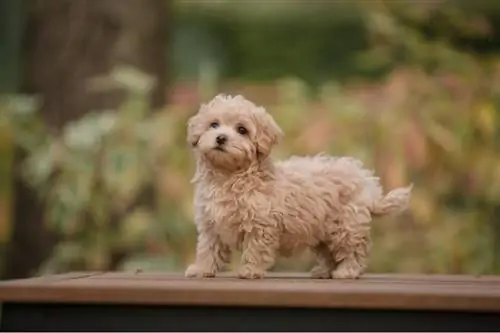 anak anjing m altipoo berdiri di luar ruangan