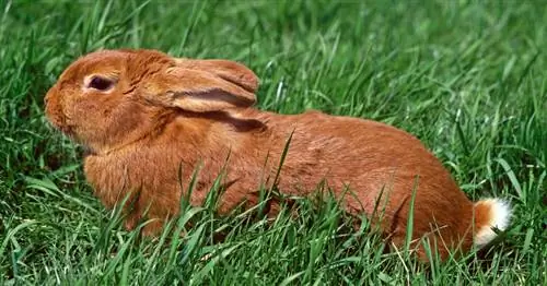 Fauve De Bourgogne Rabbit Imágenes, Guía de cuidado, Vida útil & Rasgos