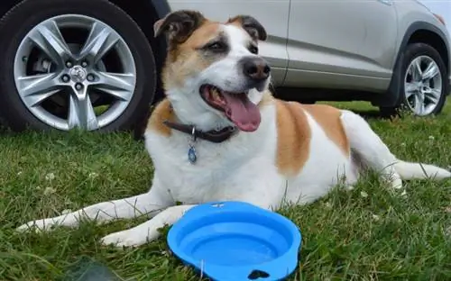 chien sur le côté d'une voiture allongé sur l'herbe avec un bol pliable