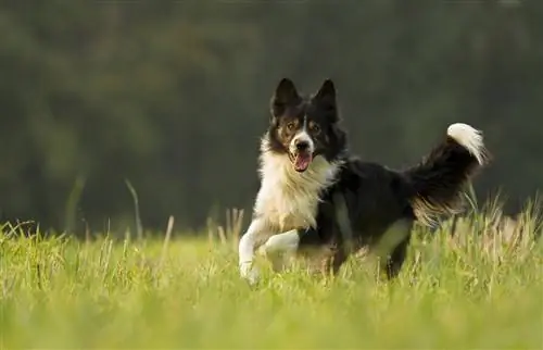 6 أفضل أطعمة للكلاب من أجل Border Collies - 2023 تعليقات & أفضل اللقطات