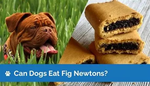 Können Hunde Feigen-Newtons essen? Was du wissen musst