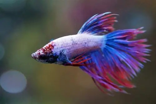 crowntail betta fisk