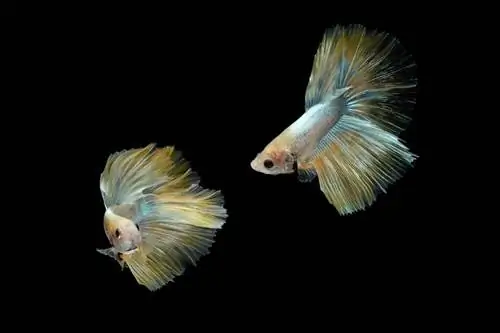 dancing-golden-halfmoon-rosetail-marble-grizzle-betta