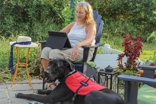 en stor dansk servicehund som hjälper en kvinna med rörelseproblem