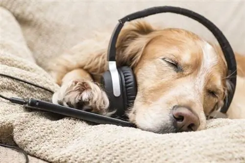 hond die naar muziek luistert