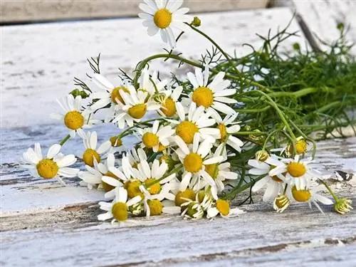 fiori di camomilla su una superficie di legno