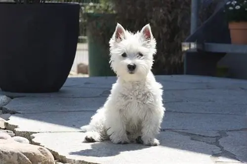 west highland terrier