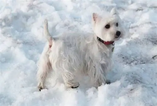 West Highland Terrier