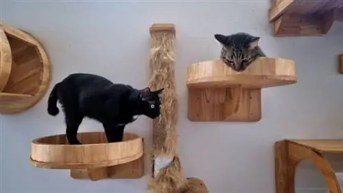 dos gatos adentro jugando en estantes para gatos