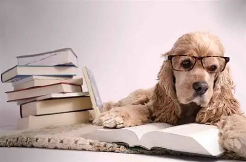 100+ Literary Dog Names: Classic & Niaj hnub nimno tswv yim rau Bookworms