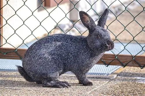 Silver Rabbit: kuvat, rodun hoitoopas, elinikä & piirteitä