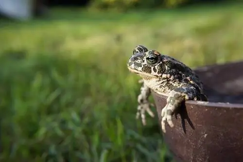 Mano šuo suvalgė rupūžę! Štai ką daryti (mūsų veterinarijos gydytojo atsakymai)