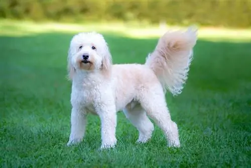 12 Incredible & Leuke weetjes over Goldendoodles