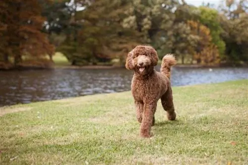 Шоколадов Goldendoodle