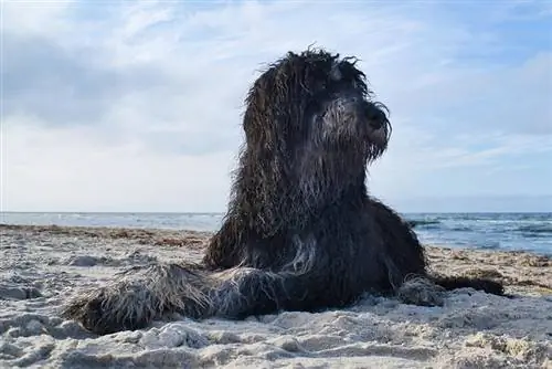 černý goldendoodle ležící na písku