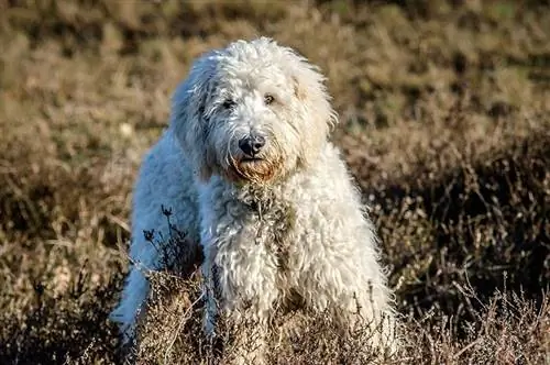 goldendoodle pes stojící na trávě