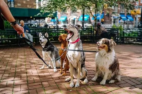 sekumpulan anjing duduk di taman