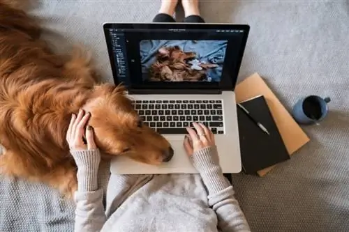 Anjing Golden Retriever bekerja dengan pemiliknya