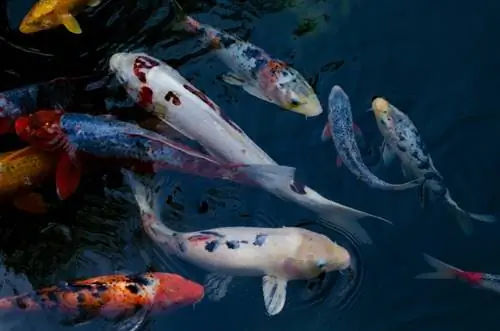 koi dīķī