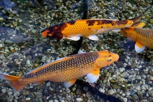 Koi Karp