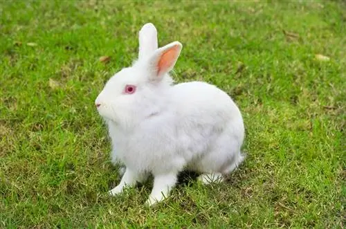 Magkano ang Halaga sa New Zealand Rabbits? Update sa Presyo ng 2023