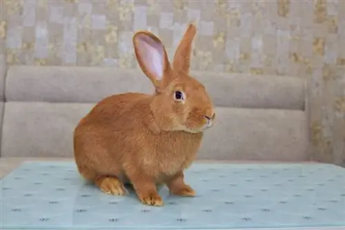 lapin néo-zélandais sur une table centrale