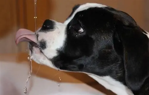 cucciolo di acqua potabile