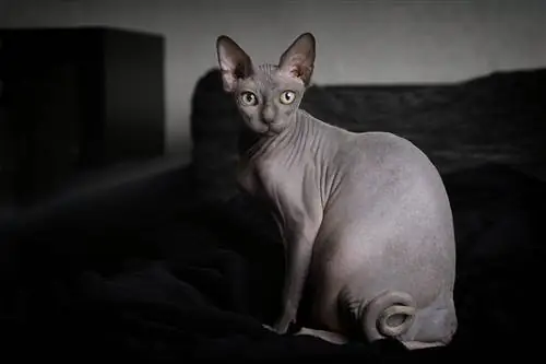 sphynx abu-abu