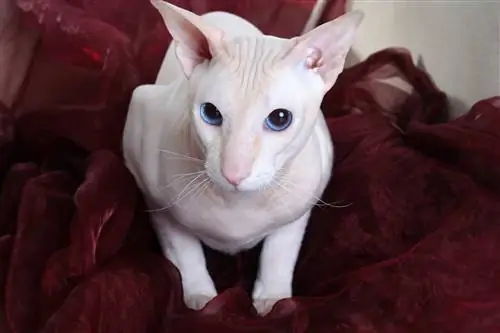 peterbald di sofa