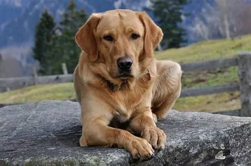 Pertumbuhan Labrador & Bagan Berat (Anak Anjing hingga Dewasa)