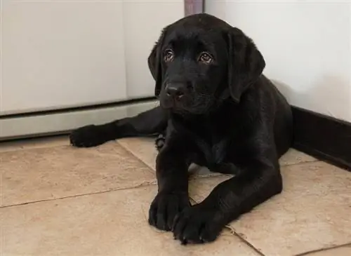 labrador negru de două luni_Anna Yakymenko_shutterstock