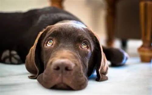 Labrador cioccolato di 4 mesi_Mia JD_shutterstock