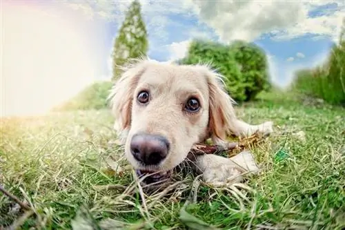 Labrador Retriever în vârstă de șase luni_Ilaszlo_shutterstock