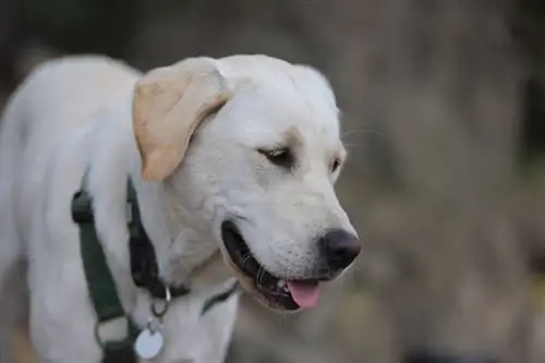 এক বছর বয়সী Labrador retriever_Steffen Seemann_shutterstock