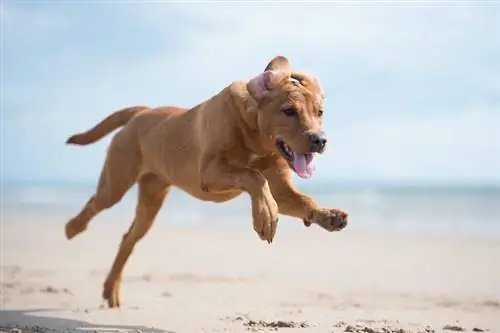 Červená líška Labrador na pláži